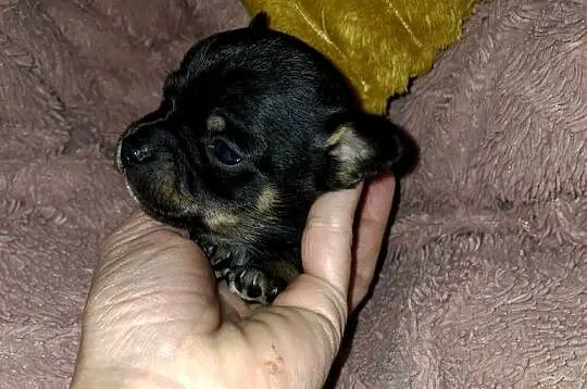 Ratlerki pinczerki miniaturki, Podkarpackie, Jasło