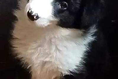 Piękne sunie border collie, Łódzkie, Łódź