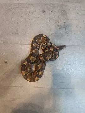 Pyton królewski/python regius samiec enchi-yellowbelly/asphalt