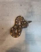 Pyton królewski/python regius samiec enchi-yellowbelly/asphalt