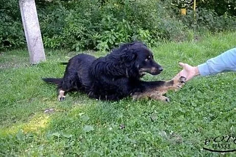 Hagrid - młody pies o pięknych złotych oczach, cze