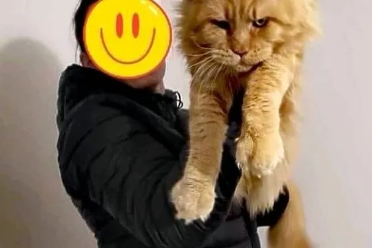 Olbrzymi kocur Maine Coon
