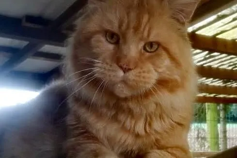 Olbrzymi kocur Maine Coon, Dolnośląskie, Wrocław