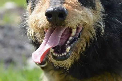 8 letni Baks - wniesie pełno radości do Twojego ży