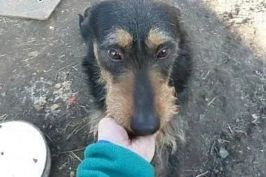 8 letni Baks - wniesie pełno radości do Twojego ży