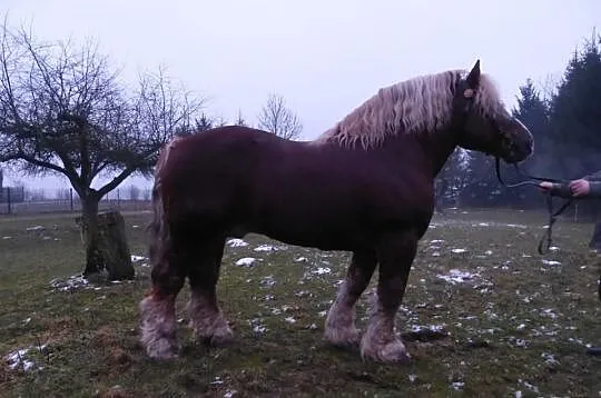 Sprzedam ogiera FLOKS 11 lat 86 pkt kasztanowaty z jasną grzywą