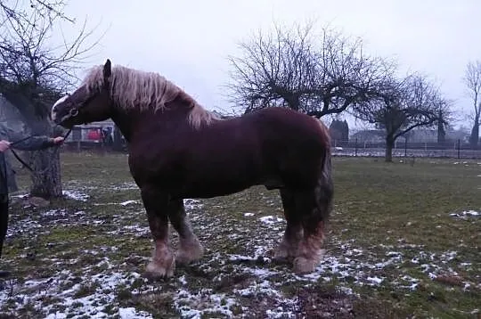 Sprzedam ogiera FLOKS 11 lat 86 pkt kasztanowaty z