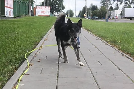 Przepiękna, młodziutka Soja, posłuszna i bezkonfli