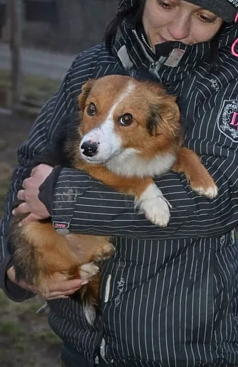 Lucky-6lat, 5kg, maleńki kochany psiak przeżył piekło, teraz czeka na dom, Mazowieckie, Warszawa