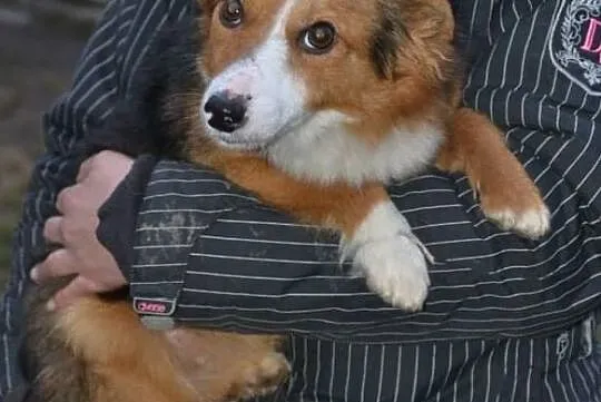 Lucky-6lat, 5kg, maleńki kochany psiak przeżył piekło, teraz czeka na dom, Mazowieckie, Warszawa