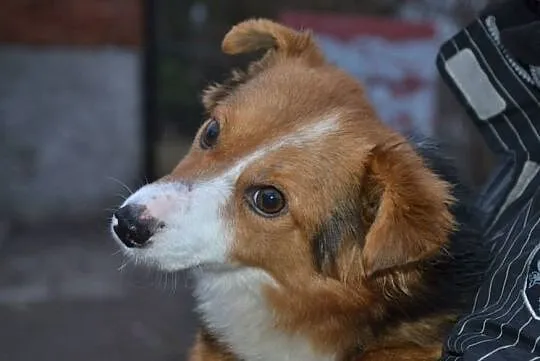 Lucky-6lat, 5kg, maleńki kochany psiak przeżył piekło, teraz czeka na dom, Mazowieckie, Warszawa