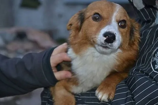 Lucky-6lat, 5kg, maleńki kochany psiak przeżył piekło, teraz czeka na dom, Mazowieckie, Warszawa