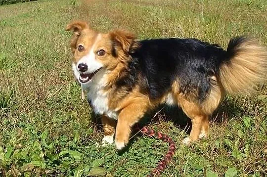 Lucky-6lat, 5kg, maleńki kochany psiak przeżył piekło, teraz czeka na dom, Mazowieckie, Warszawa