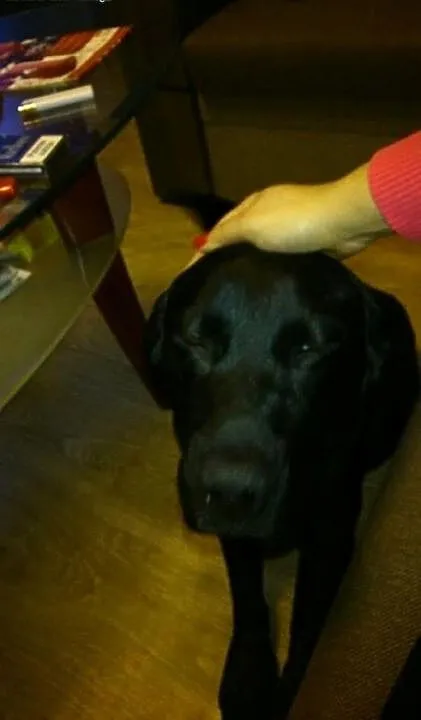 Czarny labrador Fado szuka domu, Labrador retriev
