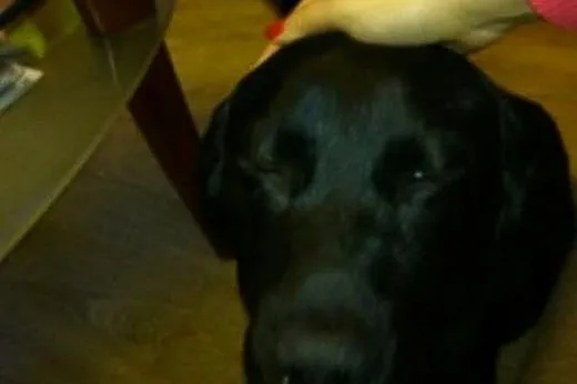 Czarny labrador Fado szuka domu, Labrador retriever cała Polska