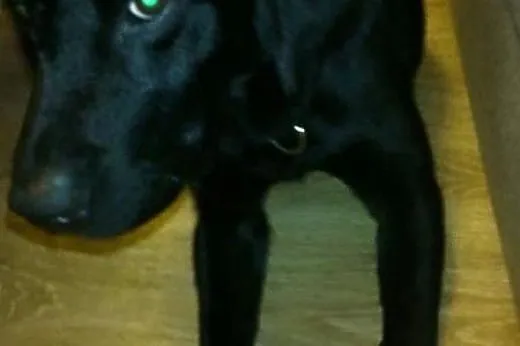 Czarny labrador Fado szuka domu,  Labrador retriev