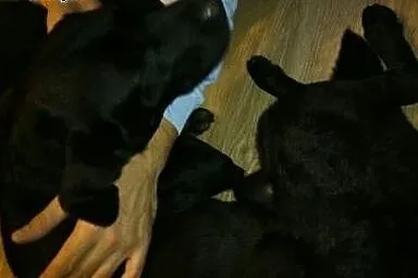 Czarny labrador Fado szuka domu,  Labrador retriev