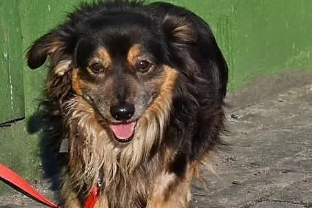 Boluś 6 letni psiaczek czeka na swojego Pana