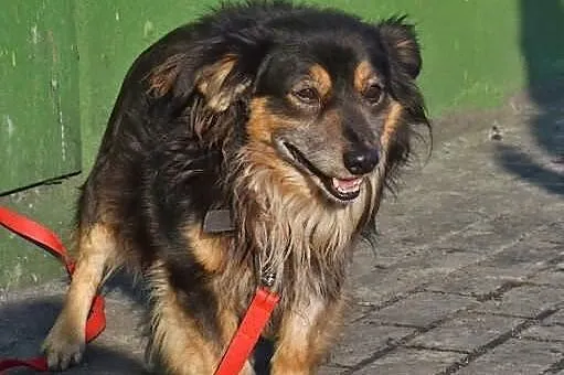Boluś 6 letni psiaczek czeka na swojego Pana