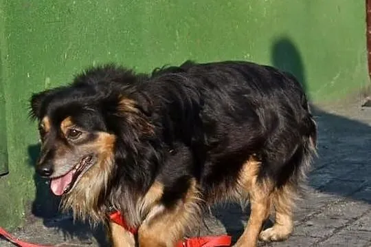 Boluś 6 letni psiaczek czeka na swojego Pana