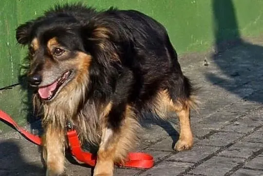 Boluś 6 letni psiaczek czeka na swojego Pana
