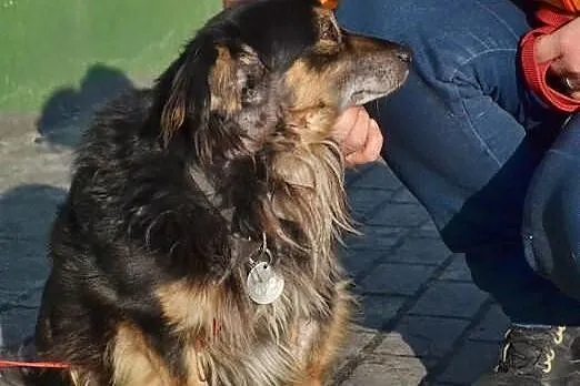 Boluś 6 letni psiaczek czeka na swojego Pana