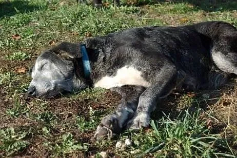 Gaja poczciwa staruszka szuka kochającego domu na 