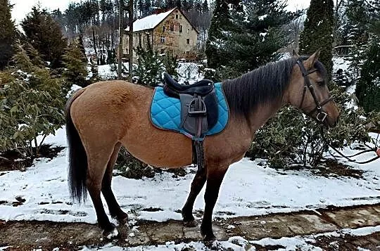 Kupię kuca gr D lub E, , SZYMISZÓW