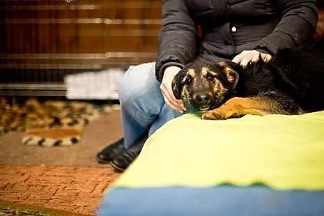 Gigi samotne, przerażone PSIE DZIECKO szuka domu, 