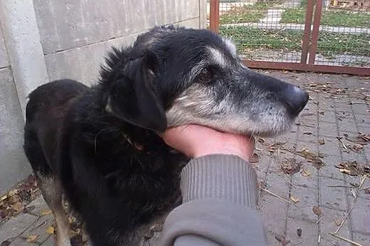 Barnaba wyrzucony jak zabawka, nie przeżyje zimy w