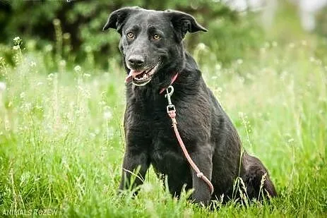 OTOZ Animals - Teksa - dojrzała, cudowna suczka w 