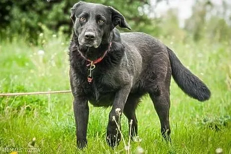OTOZ Animals - Teksa - dojrzała, cudowna suczka w 