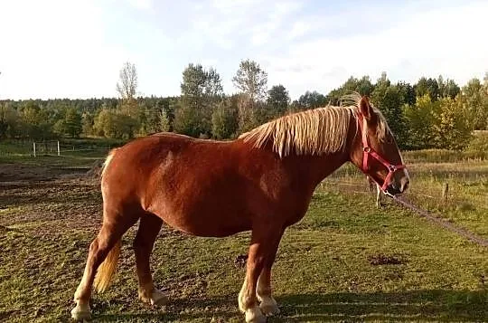 Sprzedam klacz Zimnokrwista