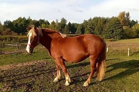 Sprzedam klacz Zimnokrwista, Podkarpackie, Radawa
