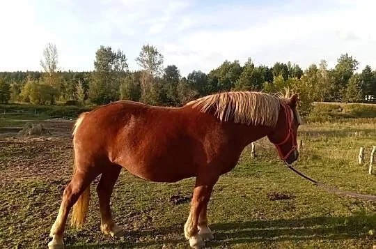 Sprzedam klacz Zimnokrwista, Podkarpackie, Radawa
