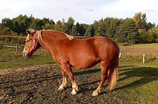 Sprzedam klacz Zimnokrwista, Podkarpackie, Radawa