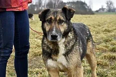 Drago nie potrzebuje wiele daj mu wspaniały domek na resztę życia,  Kundelki cała Polska