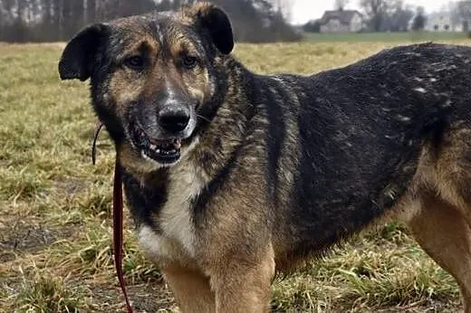 Drago nie potrzebuje wiele daj mu wspaniały domek 