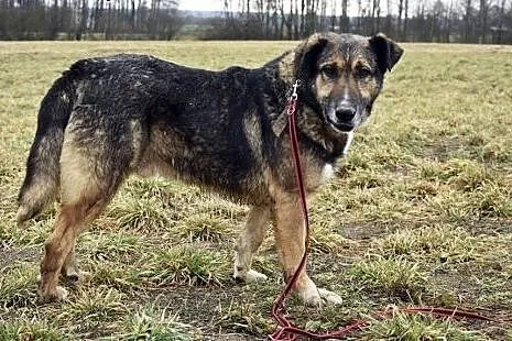 Drago nie potrzebuje wiele daj mu wspaniały domek 