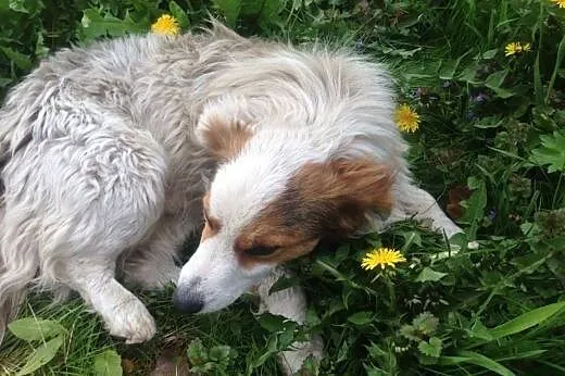 Porzucony puszek dt lub ds pilne aktualne,  Kundel