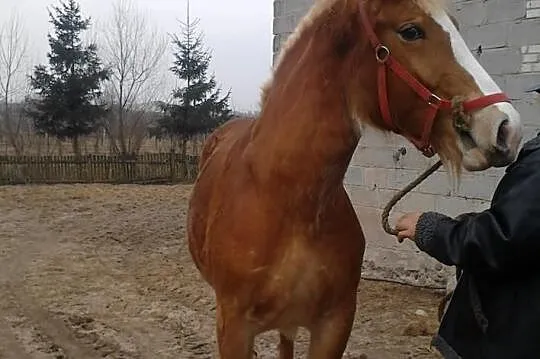 Źróbka zimnokrwista