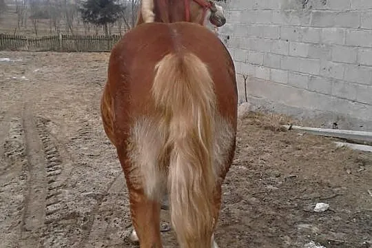 Źróbka zimnokrwista