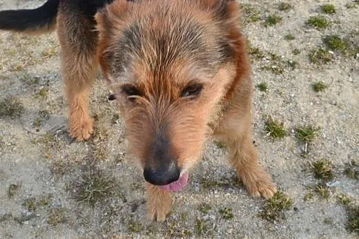 Tropek, do adopcji,  dolnośląskie Strzegom