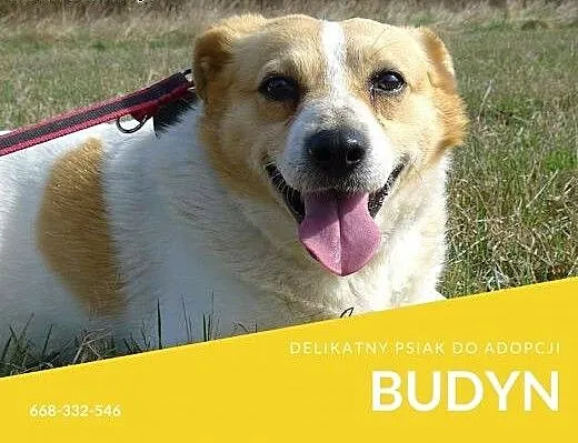 Budyń-nieśmiały piesek, nieduży, 8 lat, potrzebuje