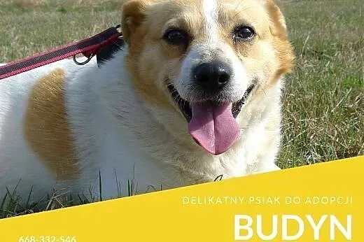 Budyń-nieśmiały piesek, nieduży, 8 lat, potrzebuje