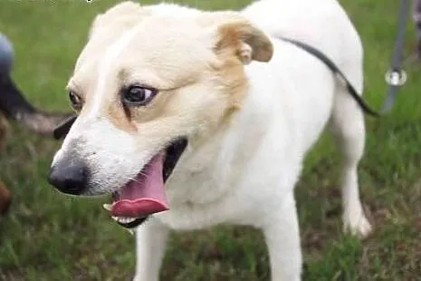 Budyń-nieśmiały piesek, nieduży, 8 lat, potrzebuje