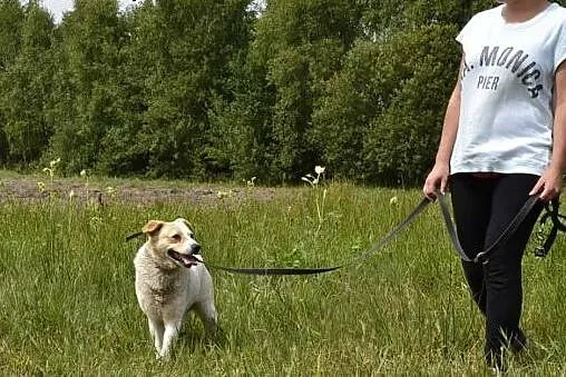 Budyń-nieśmiały piesek, nieduży, 8 lat, potrzebuje