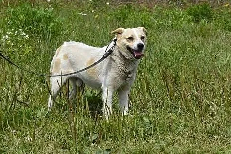 Budyń-nieśmiały piesek, nieduży, 8 lat, potrzebuje