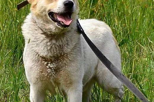 Budyń-nieśmiały piesek, nieduży, 8 lat, potrzebuje