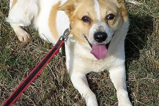 Budyń-nieśmiały piesek, nieduży, 8 lat, potrzebuje